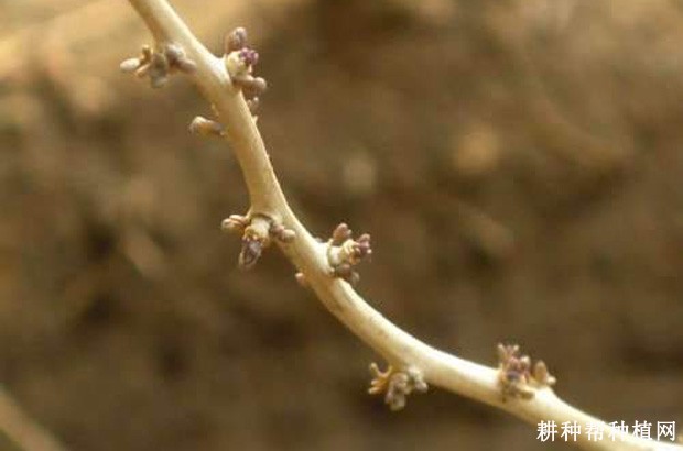 枸杞树的芽有什么特点？