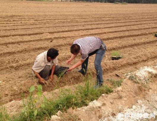 露地栽培芦笋如何管理? 露地栽培芦笋如何管理?