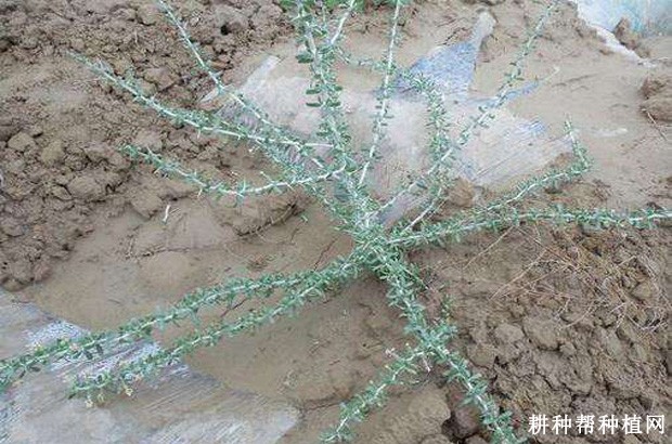 枸杞树的枝条有什么特点？