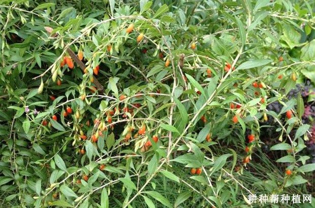 枸杞树的枝条有什么特点？