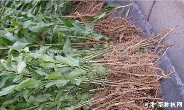 枸杞的根系有什么特点? 枸杞的根系有什么特点?