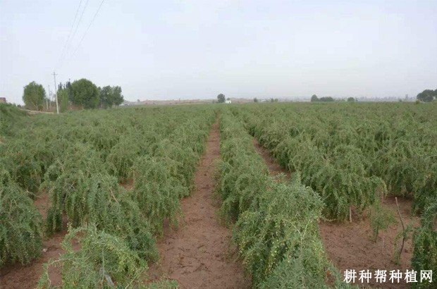 枸杞在什么样的地方可以生长? 枸杞在什么样的地方可以生长?