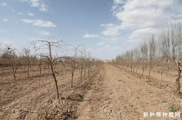 枸杞在什么样的地方可以生长? 枸杞在什么样的地方可以生长?