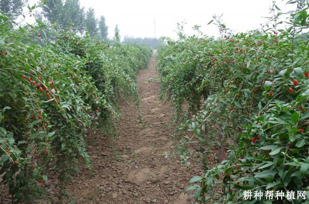 枸杞在什么样的地方可以生长? 枸杞在什么样的地方可以生长?