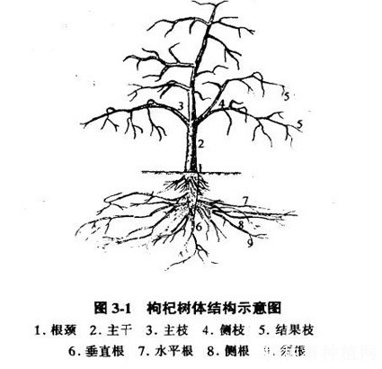 枸杞的根系有什么特点? 枸杞的根系有什么特点?