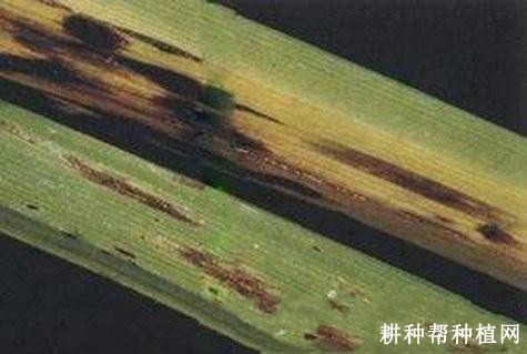 慈姑叶柄基腐病如何防治? 慈姑叶柄基腐病如何防治?