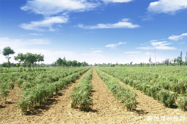 枸杞对自然环境适应能力怎么样？