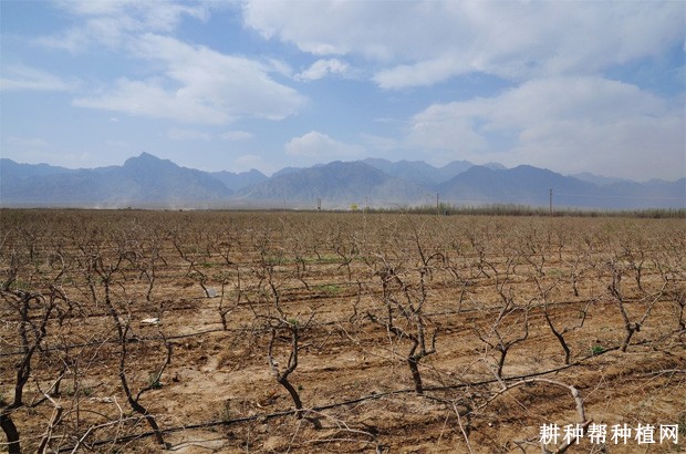 枸杞对自然环境适应能力怎么样？