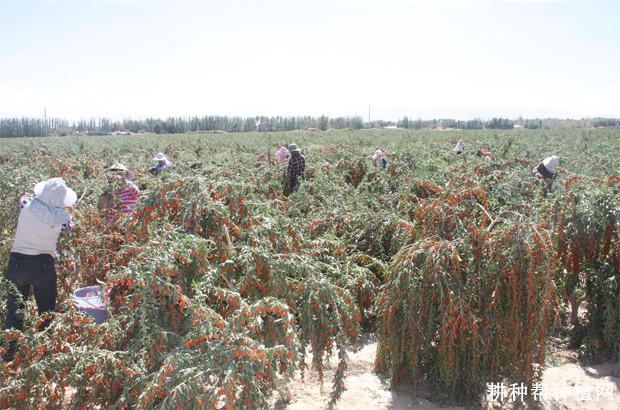 枸杞对自然环境适应能力怎么样？