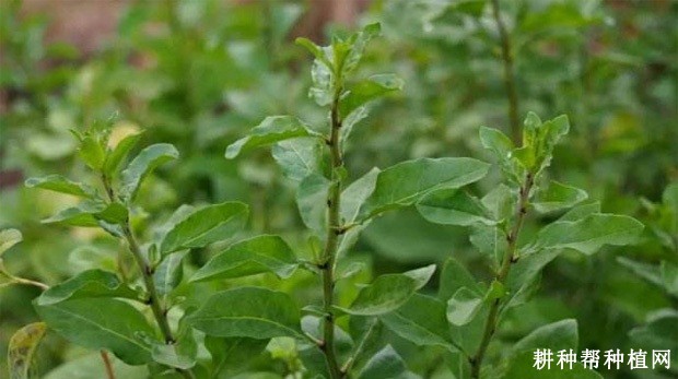 菜用枸杞生长发育过程是怎么样？