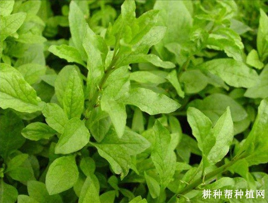 菜用枸杞生长发育过程是怎么样？