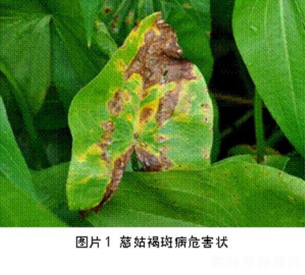 慈姑褐斑病如何防治? 慈姑褐斑病如何防治?