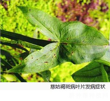 慈姑褐斑病如何防治? 慈姑褐斑病如何防治?