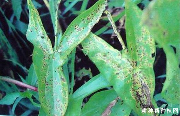 慈姑褐斑病如何防治? 慈姑褐斑病如何防治?