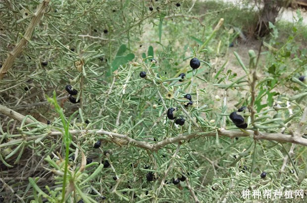 黑枸杞有哪些功效与作用? 黑枸杞有哪些功效与作用?