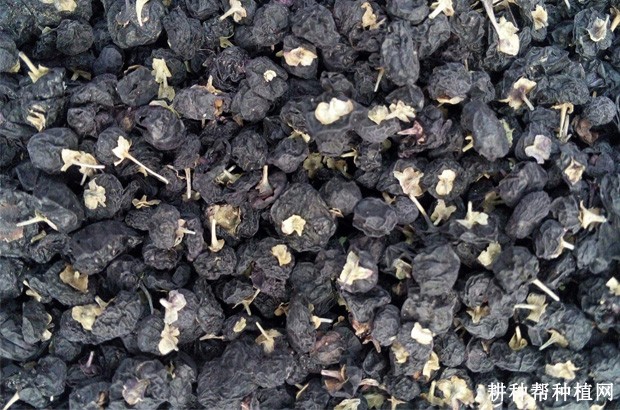 黑枸杞有哪些功效与作用? 黑枸杞有哪些功效与作用?