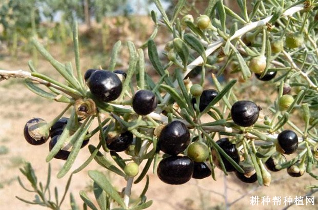 黑枸杞有哪些功效与作用? 黑枸杞有哪些功效与作用?