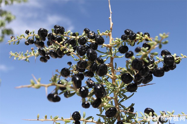 黑枸杞有哪些功效与作用? 黑枸杞有哪些功效与作用?