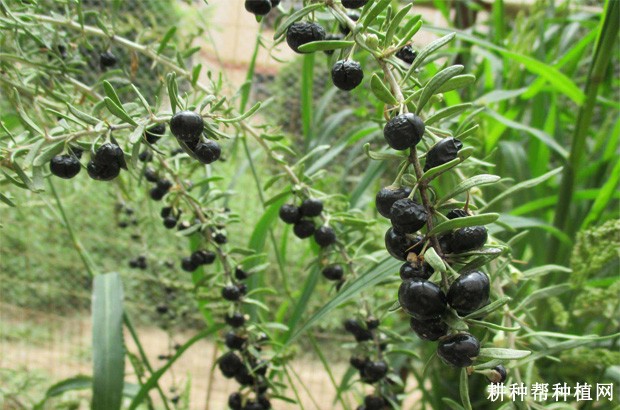 黑枸杞有哪些功效与作用? 黑枸杞有哪些功效与作用?