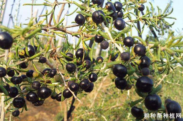 黑枸杞有哪些功效与作用? 黑枸杞有哪些功效与作用?