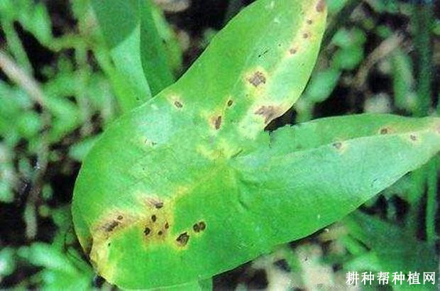 慈姑斑纹病如何防治? 慈姑斑纹病如何防治?