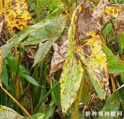 慈姑斑纹病如何防治? 慈姑斑纹病如何防治?