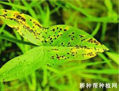 慈姑斑纹病如何防治? 慈姑斑纹病如何防治?