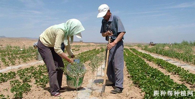 果用枸杞生长发育过程是怎么样? 果用枸杞生长发育过程是怎么样?