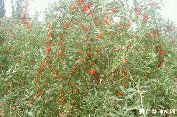 果用枸杞生长发育过程是怎么样? 果用枸杞生长发育过程是怎么样?