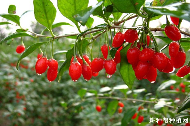 果用枸杞生长发育过程是怎么样? 果用枸杞生长发育过程是怎么样?