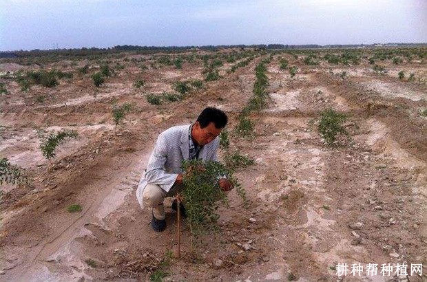 枸杞从种下后几年才结果？