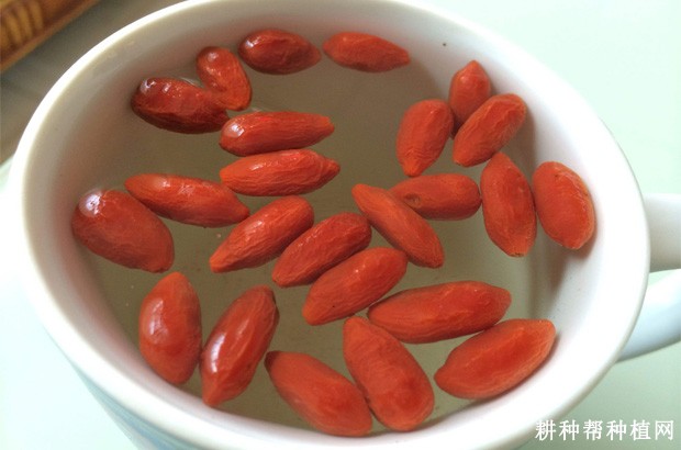 枸杞子有哪些副作用? 枸杞子有哪些副作用?