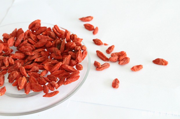 枸杞子有哪些副作用? 枸杞子有哪些副作用?