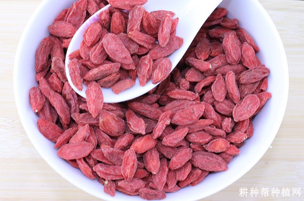 枸杞子有哪些副作用? 枸杞子有哪些副作用?