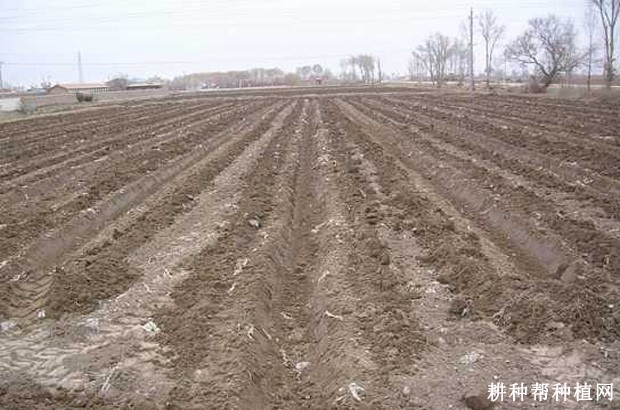 种植一亩枸杞要多少株苗？