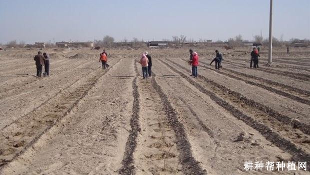 种植一亩枸杞要多少株苗？