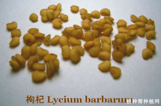 枸杞种子有什么特点? 枸杞种子有什么特点?