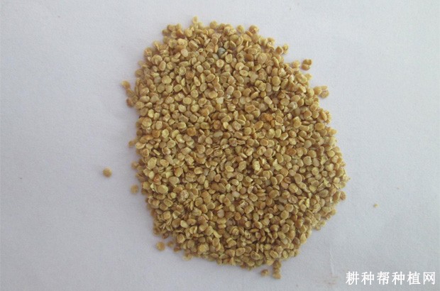 枸杞种子有什么特点? 枸杞种子有什么特点?