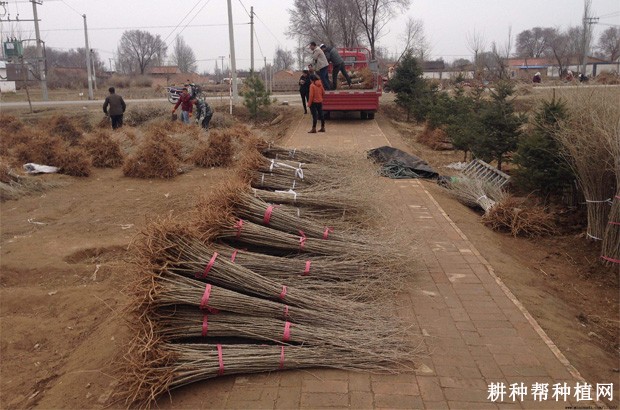 枸杞苗什么时候可以定植? 枸杞苗什么时候可以定植?