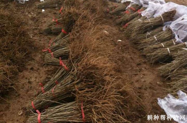 枸杞苗什么时候可以定植? 枸杞苗什么时候可以定植?