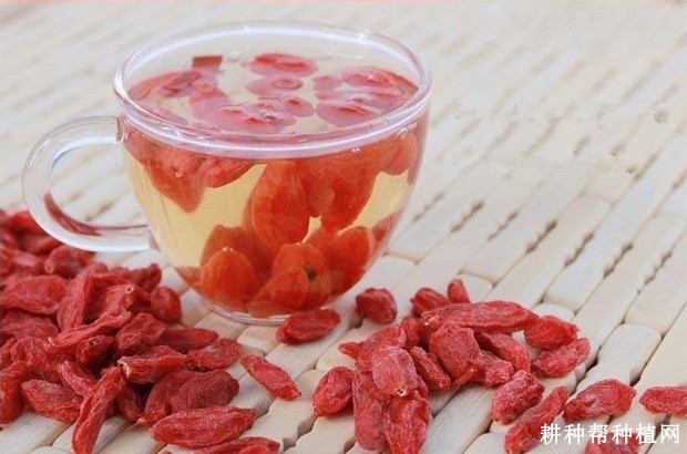 枸杞不能和什么食物一起吃? 枸杞不能和什么食物一起吃?