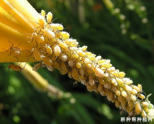 黄花菜如何防治蚜虫? 黄花菜如何防治蚜虫?