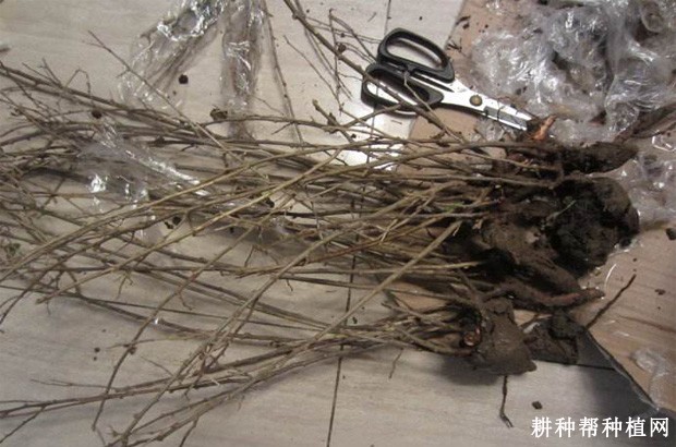 枸杞如何采用根蘖育苗? 枸杞如何采用根蘖育苗?