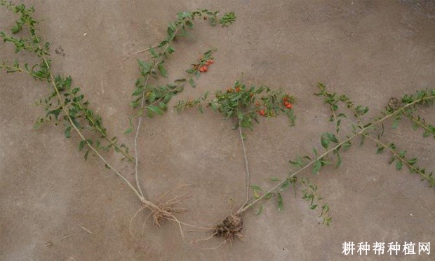 枸杞如何采用根蘖育苗? 枸杞如何采用根蘖育苗?