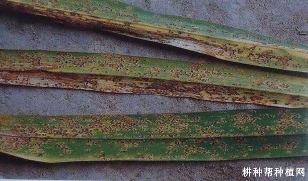 黄花菜锈病如何防治? 黄花菜锈病如何防治?