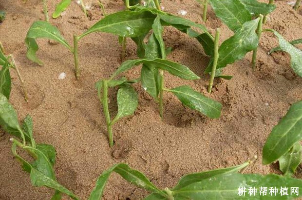 枸杞如何采用嫩枝扦插育苗？