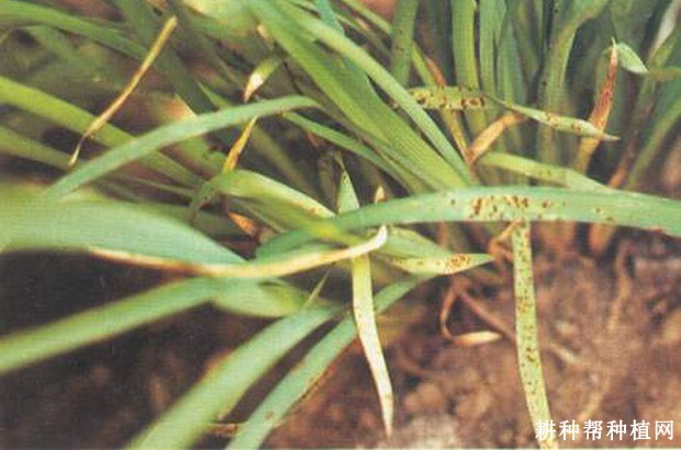 黄花菜锈病如何防治? 黄花菜锈病如何防治?