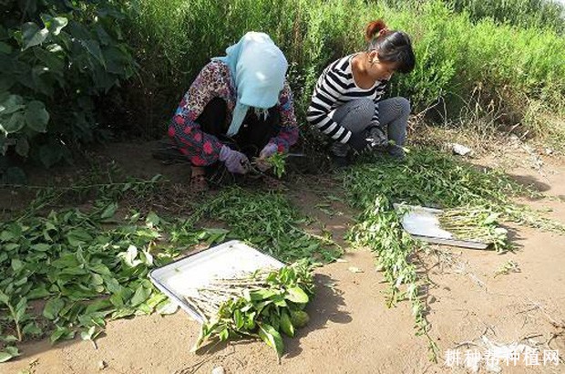 黄花菜如何防治蓟马? 黄花菜如何防治蓟马?