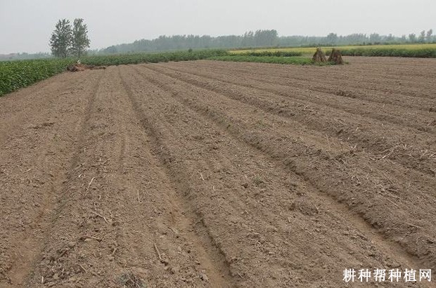 枸杞如何采用嫩枝扦插育苗？