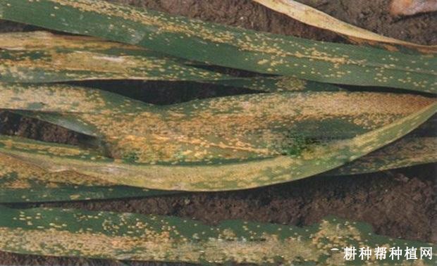 黄花菜锈病如何防治? 黄花菜锈病如何防治?